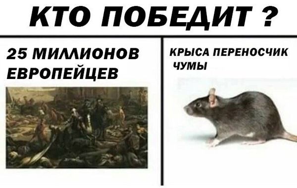 Обработка от грызунов крыс и мышей в Екатеринбурге