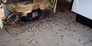 Поморить тараканов в квартире в Екатеринбурге, цены