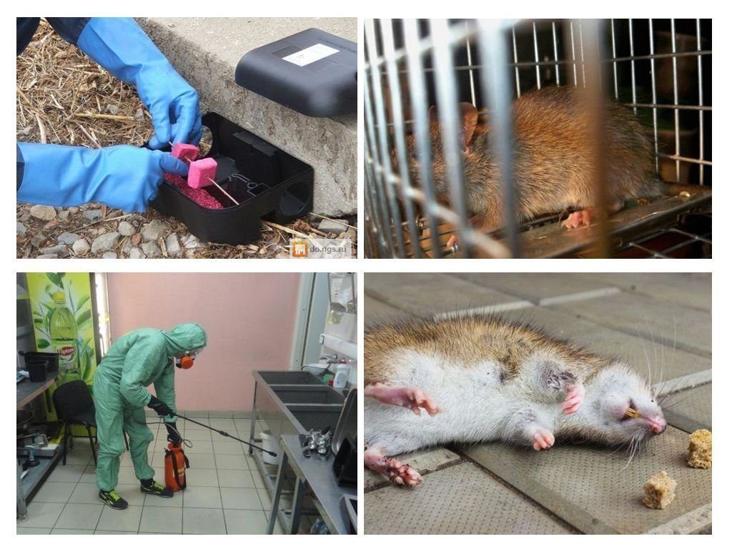Фирма по уничтожению грызунов, крыс и мышей в Екатеринбурге