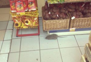 Дезинфекция от грызунов, крыс и мышей в Екатеринбурге