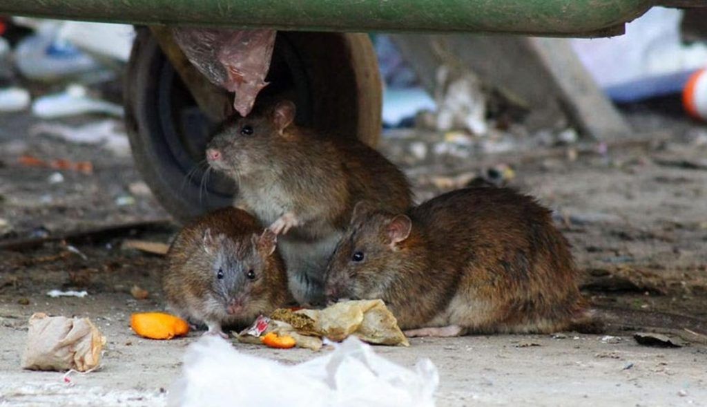 Травить грызунов крыс и мышей в Екатеринбурге