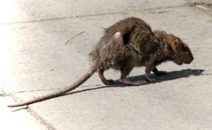 Фирма по уничтожению грызунов, крыс и мышей в Екатеринбурге