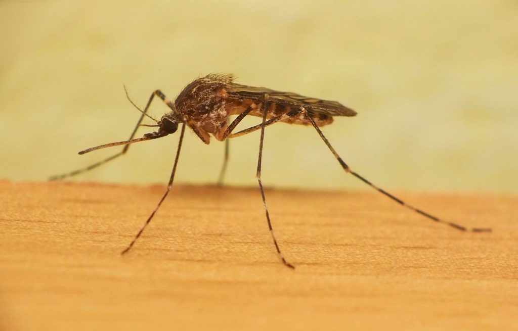 Уничтожение комаров в Екатеринбурге