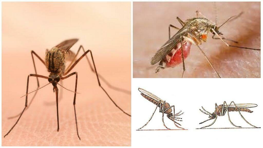 Уничтожение комаров в Екатеринбурге