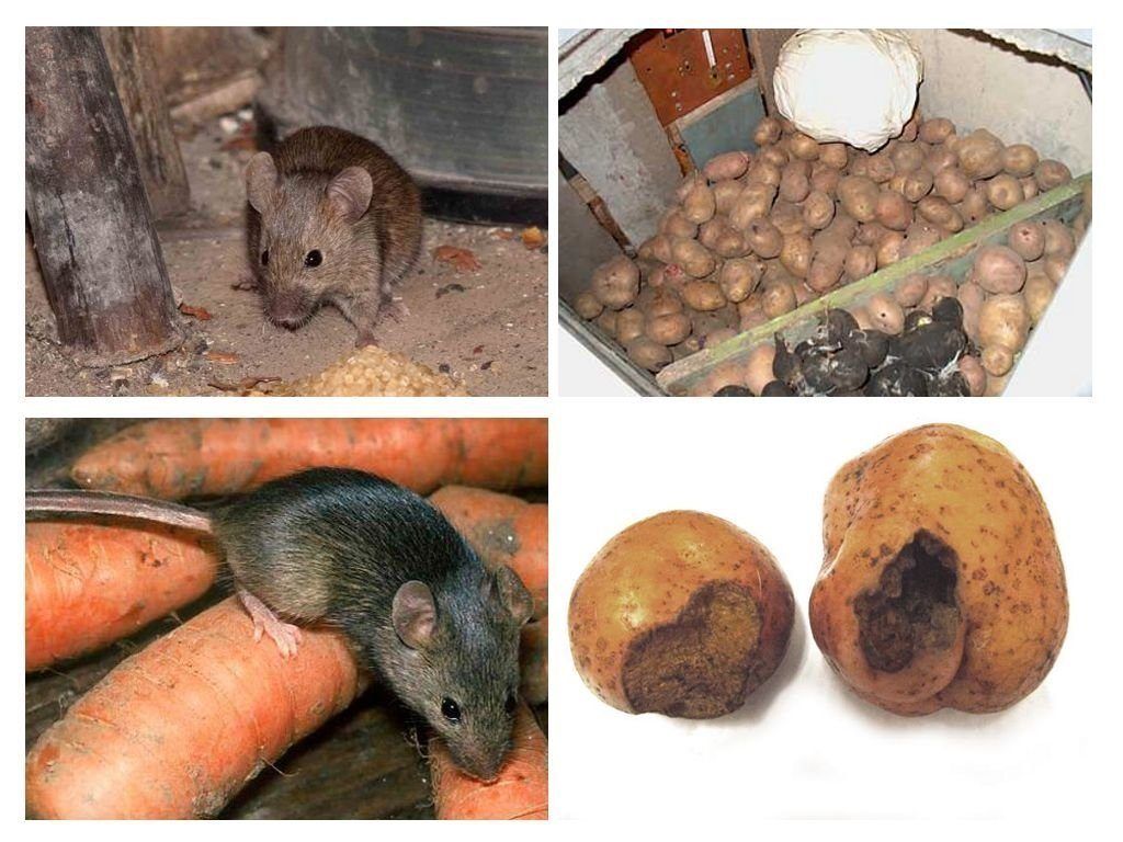 Обработка от грызунов крыс и мышей в Екатеринбурге