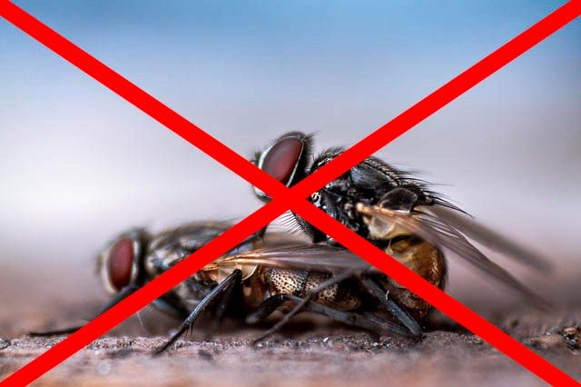 Профессиональное уничтожение мух в Екатеринбурге с гарантией