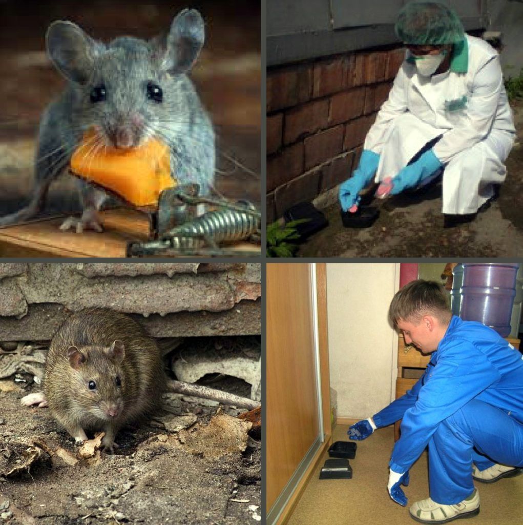 Дезинфекция от грызунов, крыс и мышей в Екатеринбурге
