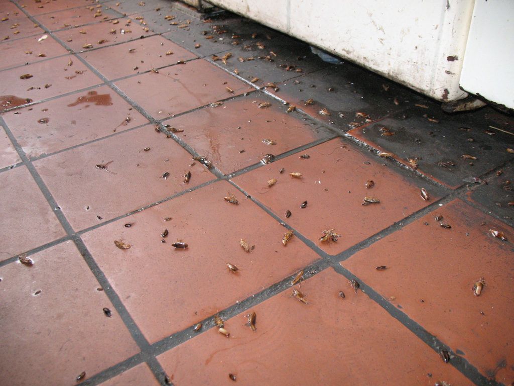 Уничтожение тараканов в квартире в Екатеринбурге 