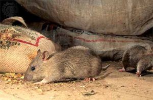 Дератизация от грызунов от крыс и мышей в Екатеринбурге