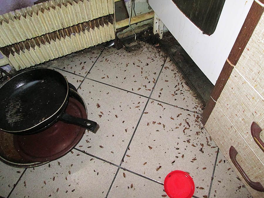 Санэпидемстанция от тараканов в Екатеринбурге, вызвать, цены